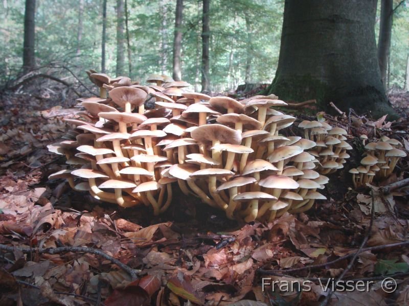 Paddenstoelen 4.JPG